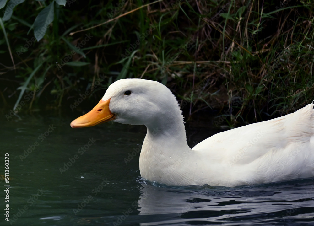 beautiful white duck with orange beak swimming in a river