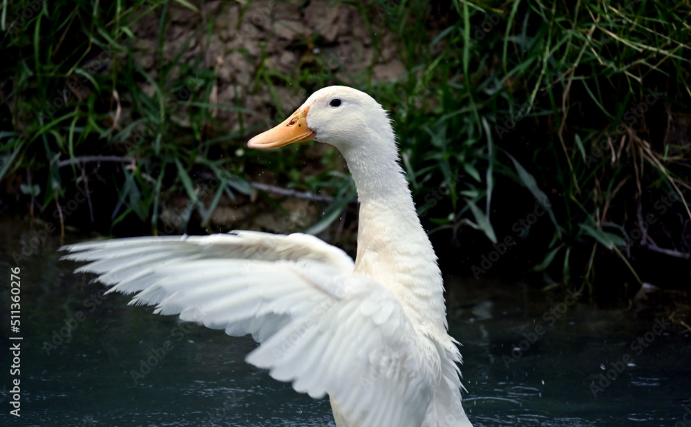 swan flapping its wings on a river. wildlife. close up of a swan on a river. swan in a lake