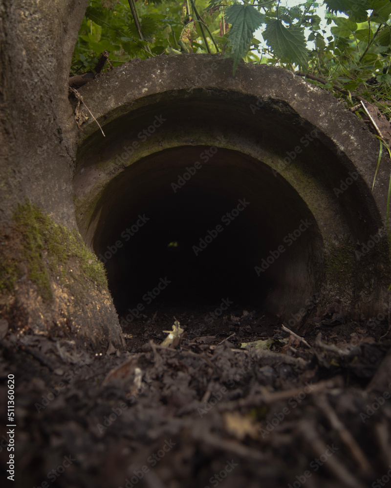 Obraz premium tunnel in the forest