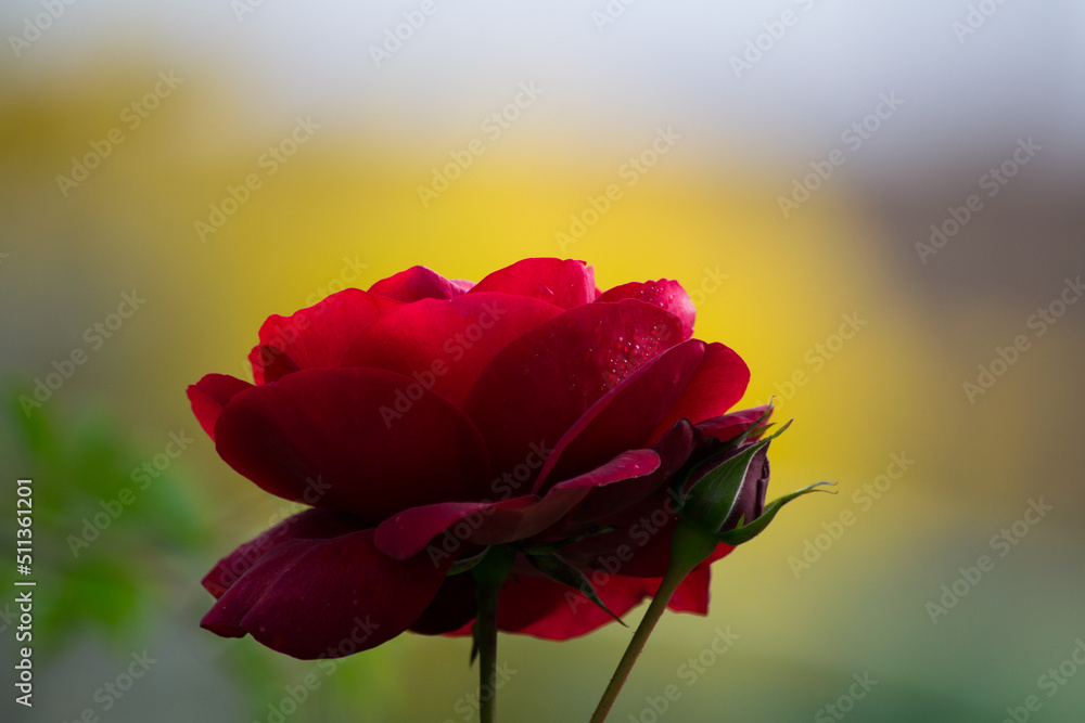 Fototapeta premium rose