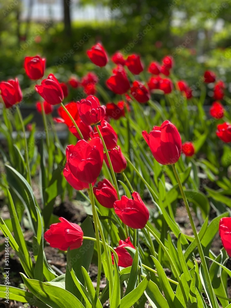 Fototapeta premium Red tulips in the garden