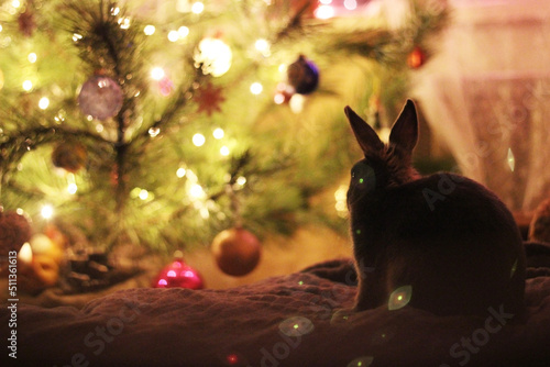 postcard bunny rabbit looks at the christmas tree in new year and christmas decorations