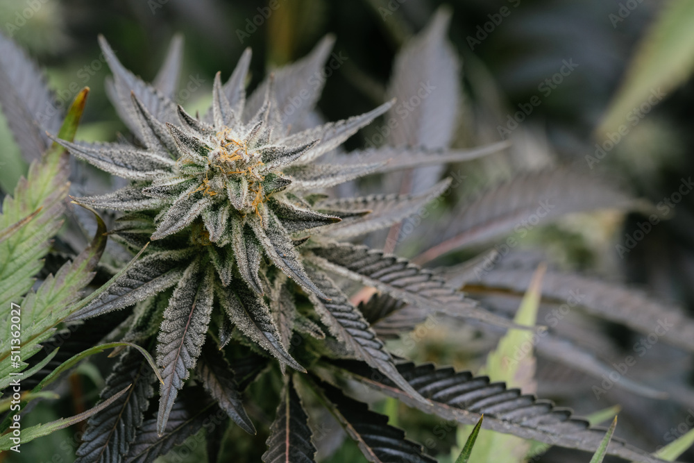 Medical quality cannabis flower Medical quality cannabis flower
