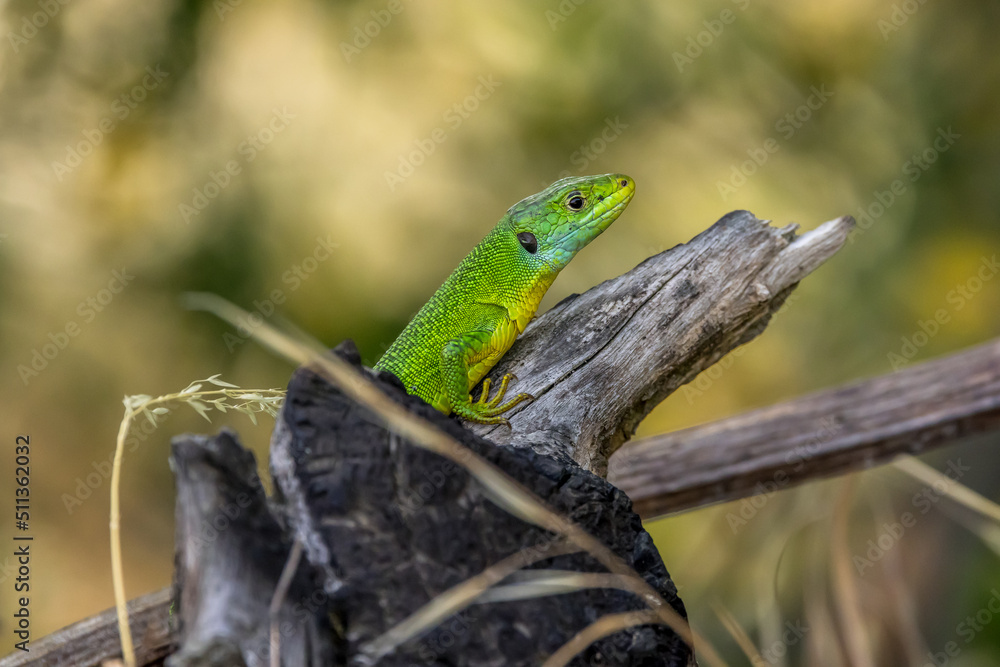 Green lizard (Lacerta bilineata) on a burnt wood pile Green lizard (Lacerta bilineata) on a burnt wood pile