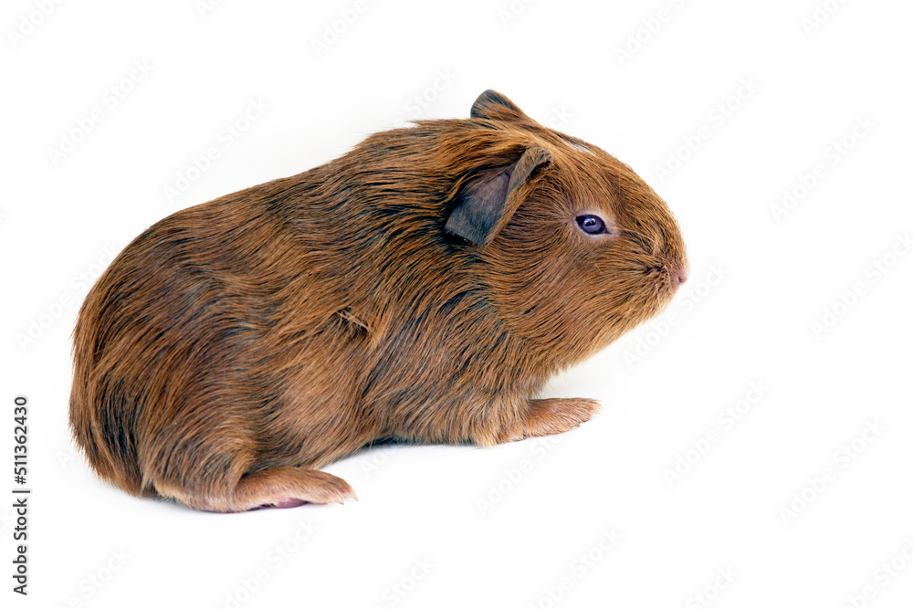 Guinea pig cub isolated over white background Guinea pig cub isolated over white background
