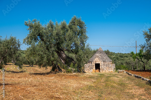 Ogromne drzewo oliwne rosnące obok Trullo- kamiennego domku dla rolników