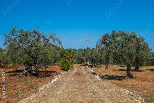 gruntowa polna droga biegnąca przez gaj oliwny photo
