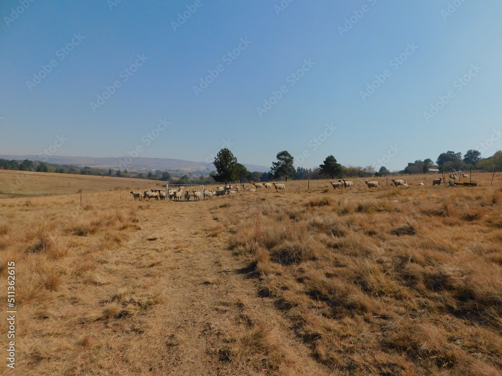Winter Countryside landscape photograph with a golden grassland, a line of lush green Pine trees on the horizon with a herd of sheep near the trees, under a beautiful blue sky