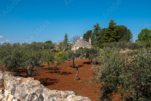 Tradycyjny, kamienny domek Truło stojący pośród młodych drzew oliwnych