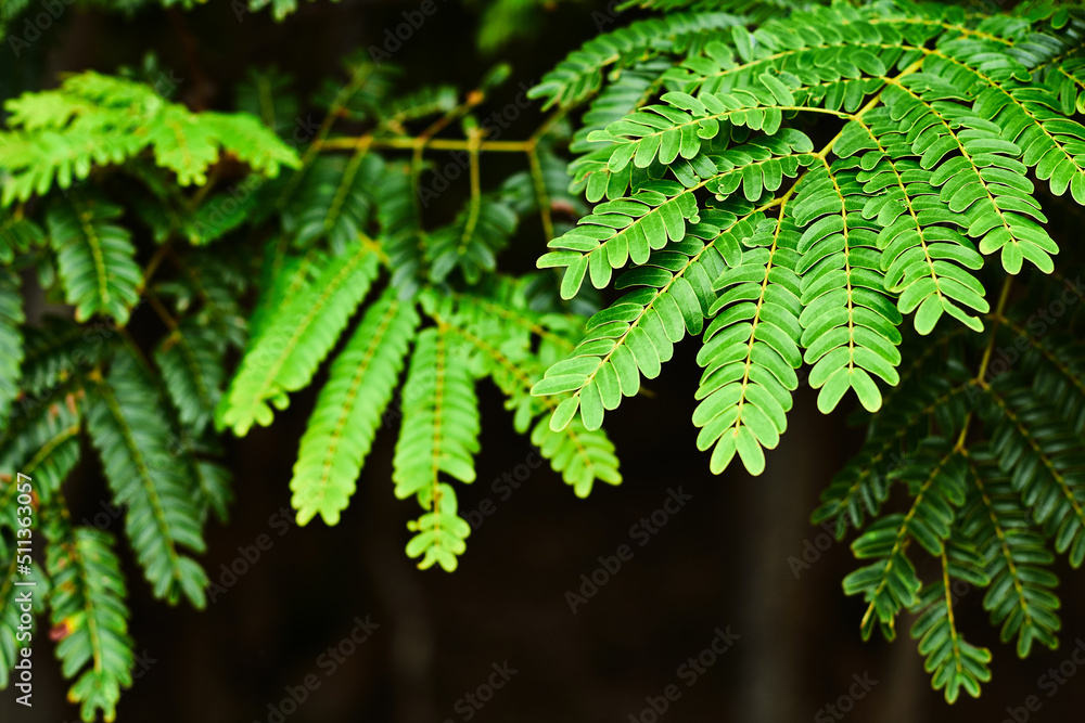 Bright green tropical foliage close-up. Selective focus on macro photo Bright green tropical foliage close-up. Selective focus on macro photo