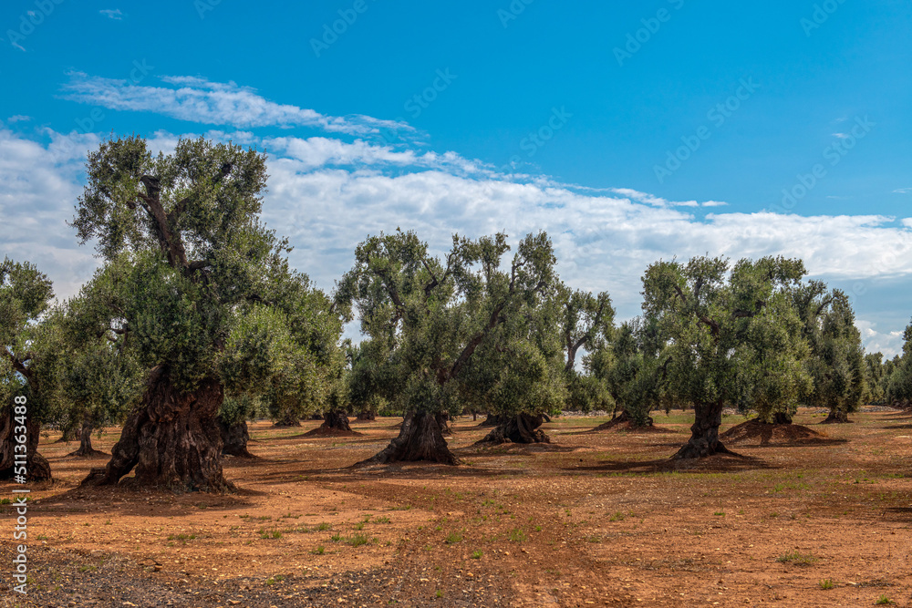 stare drzewa oliwne - obrazy, fototapety, plakaty 