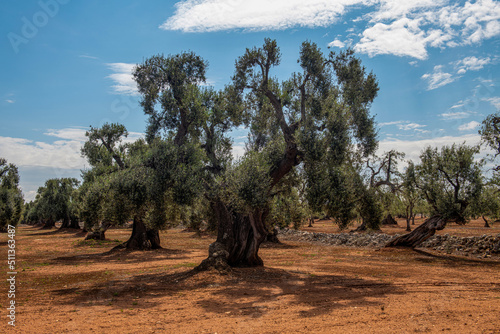 stare drzewa oliwne w zadbanym gaju