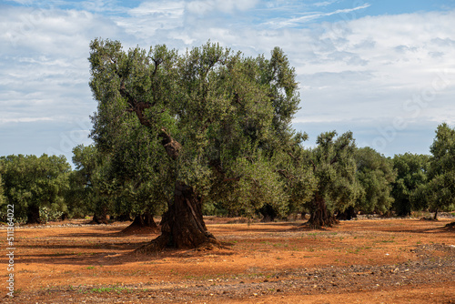 Piękne, bardzo stare drzewo w gaju oliwnym, Puglia, Włochy