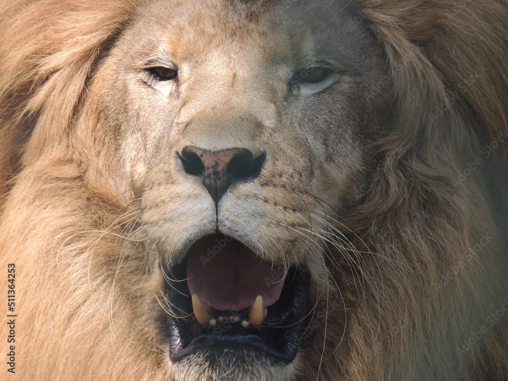 Naklejka premium portrait of a lion
