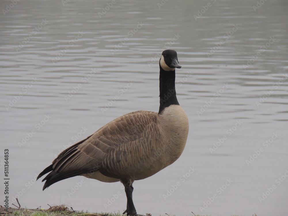 Obraz premium Canadian Goose