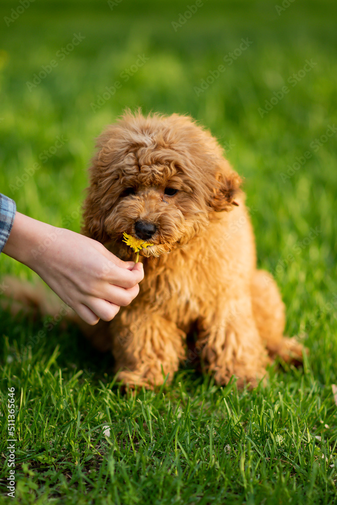 Fototapeta premium A dog of toy poodle breed on a walk. Pets. Summer.