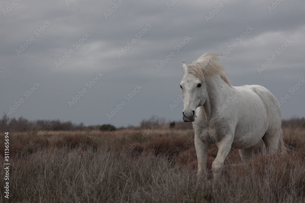 French camargue horse on dark sky French camargue horse on dark sky