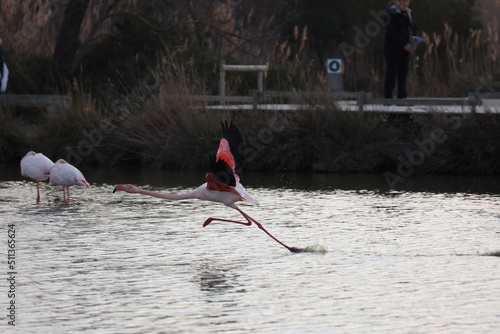 Flamingo take off from a salted lake