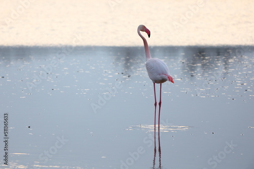 Single flamingo waiting for the flight