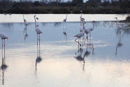 Flamingos standing on lake