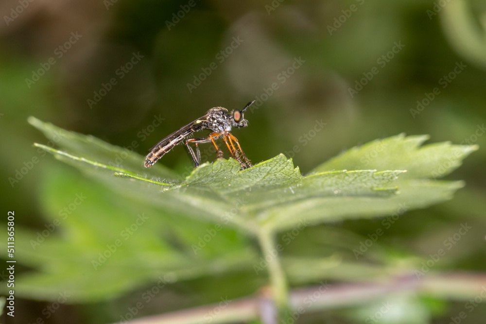 Habichtsfliege makro Habichtsfliege makro