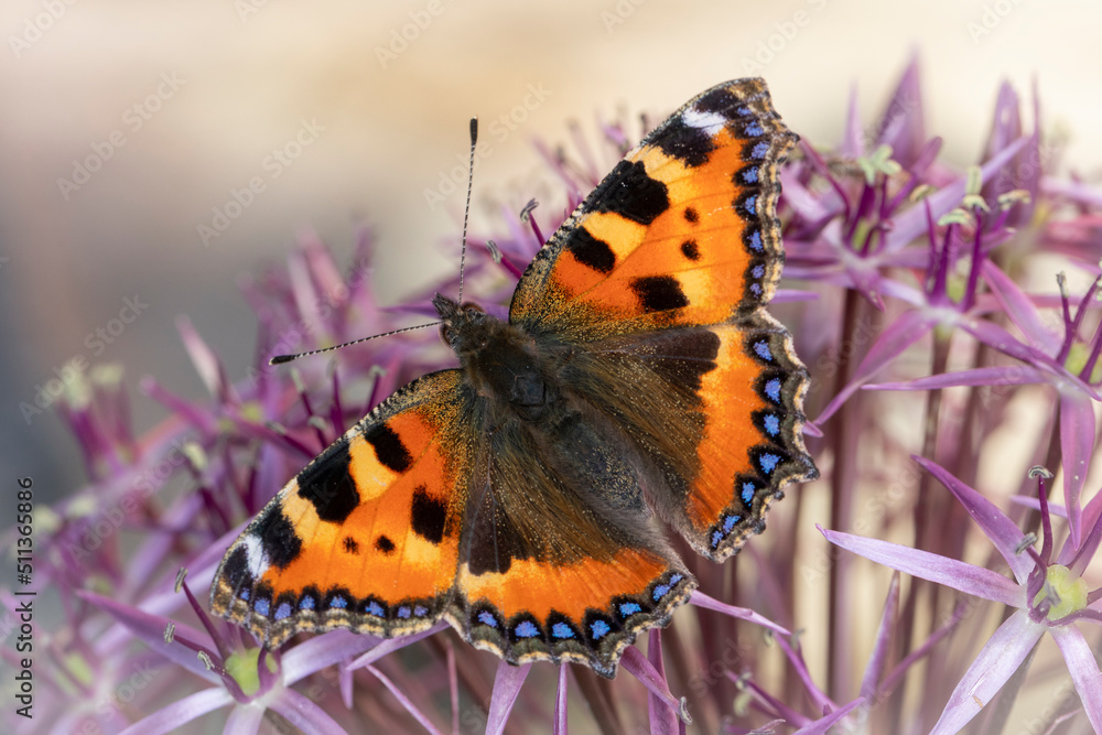 Kleiner Fuchs Schmetterling an Sternlauch Kleiner Fuchs Schmetterling an Sternlauch