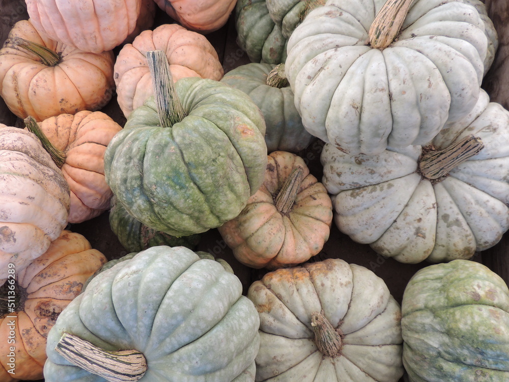 pile of pumpkins pile of pumpkins