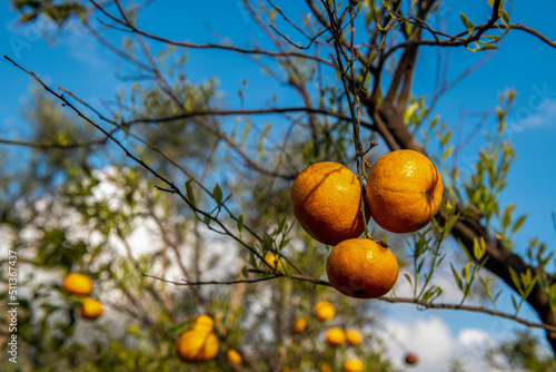 dojrzewające w słońcu mandarynki gotowe do zerwania