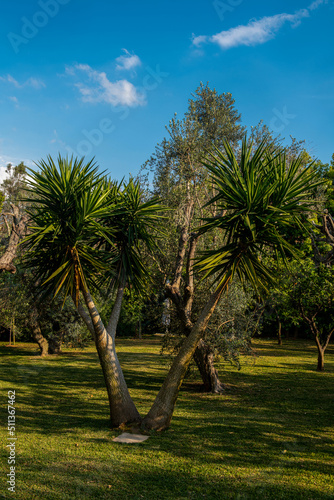 przepiękna palma rosnącą w egzotycznym ogrodzie