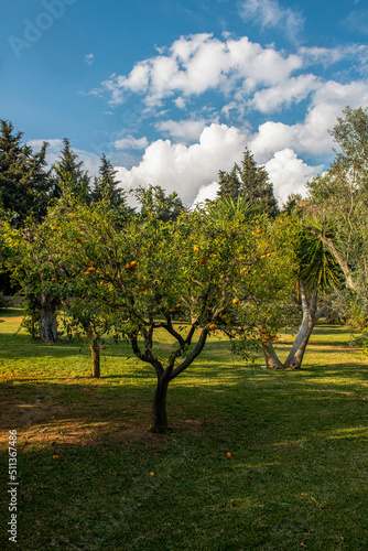 dojrzewające mandarynki na drzewach w ogrodzie