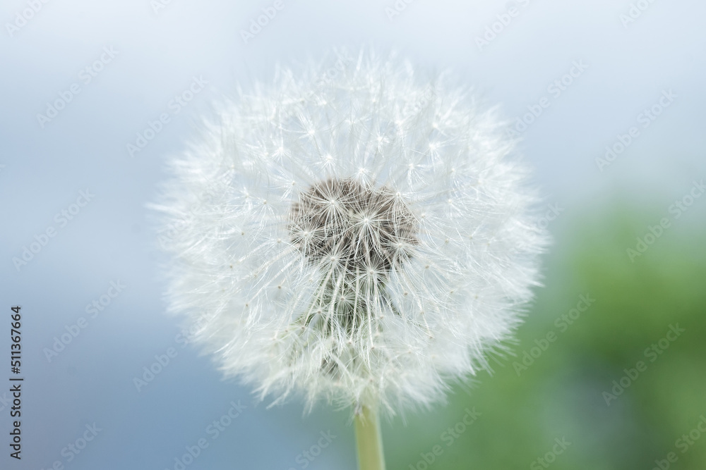 Naklejka premium Dandelion seed pod in a beautiful background.