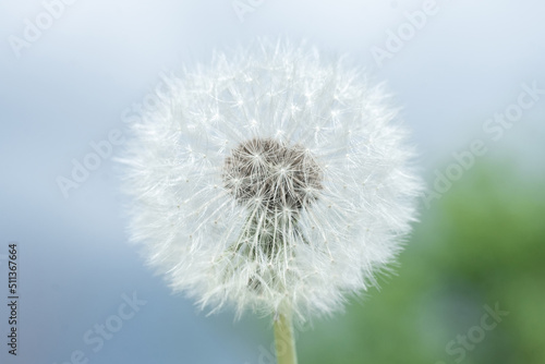 Dandelion seed pod in a beautiful background.
