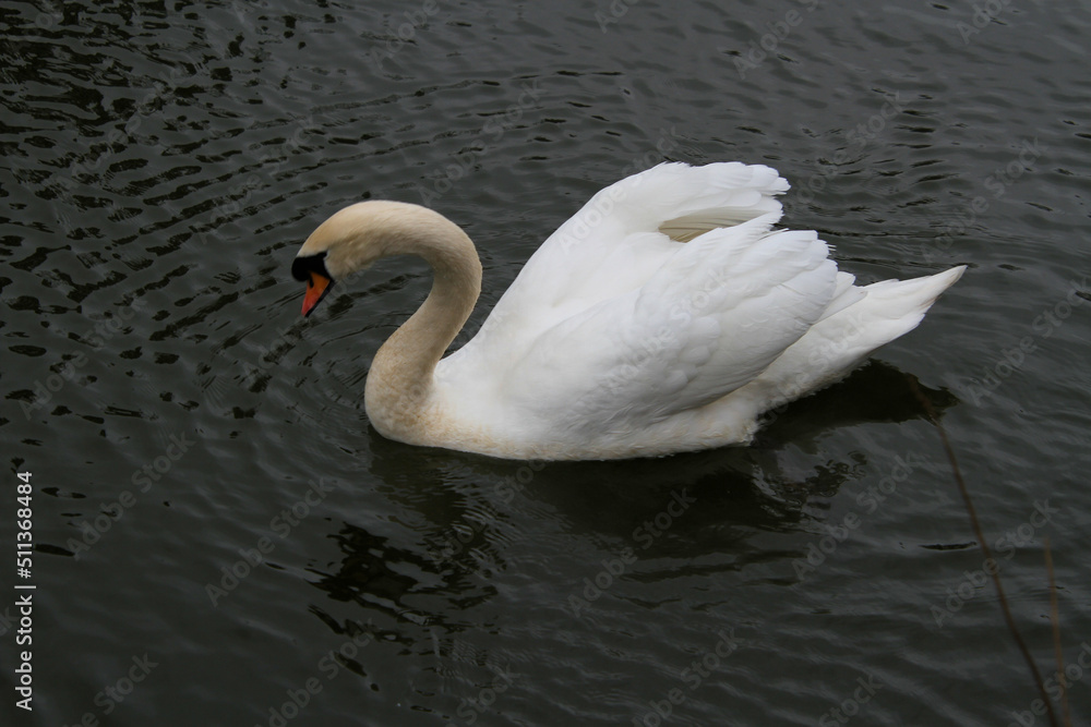 Fototapeta premium swan on the water