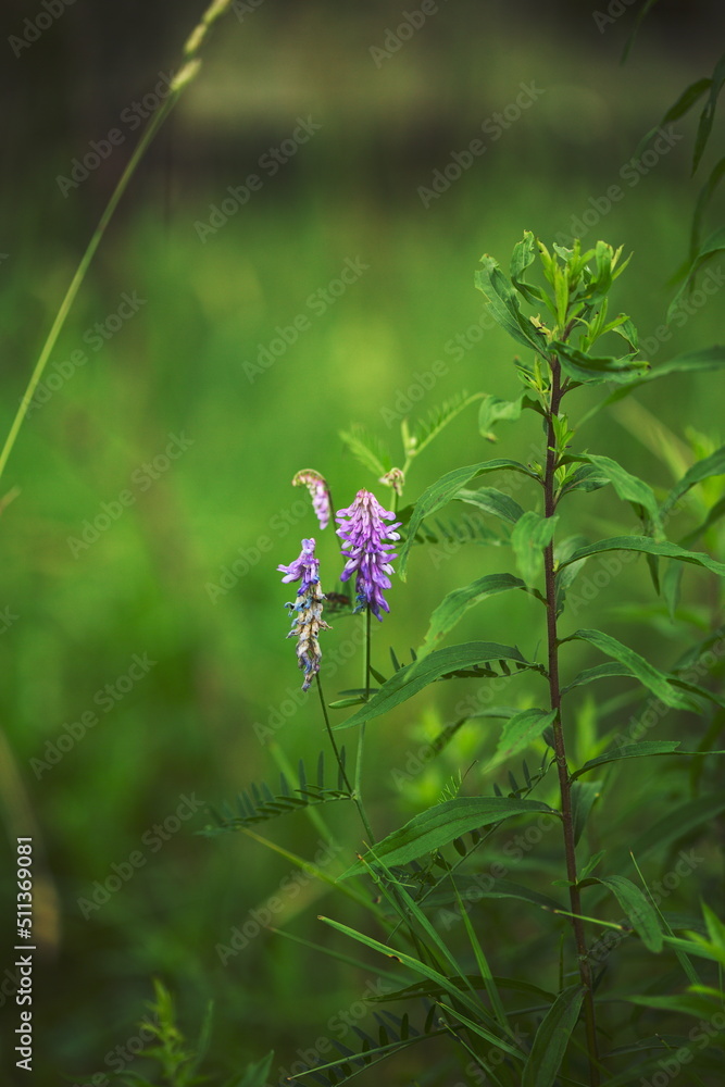 Wildflowers growing in the forest in Ontario, Canada. Wildflowers growing in the forest in Ontario, Canada.