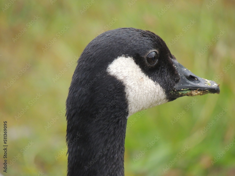 portrait of a goose portrait of a goose