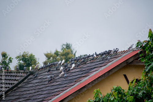 Flock of Pigeons on the roof in rain.