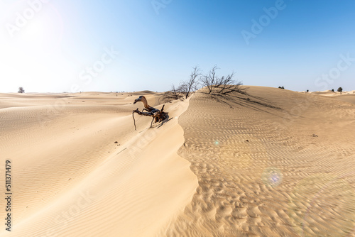 Dead Tree eaten by desert with lens flare  Desert of Sand Dunes  Middle East  Arabian Peninsula 