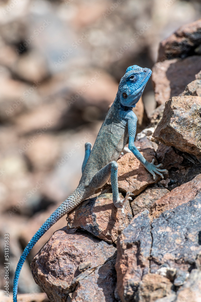 Male Sinai Agama with his sky-blue coloration in his rocky habitat, United Arab Emirates, Middle East, Arabian Peninsula Male Sinai Agama with his sky-blue coloration in his rocky habitat, United Arab Emirates, Middle East, Arabian Peninsula