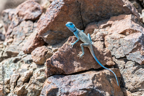 Male Sinai Agama with his sky-blue coloration in his rocky habitat, United Arab Emirates, Middle East, Arabian Peninsula 