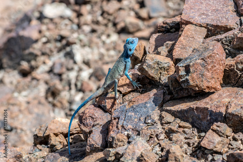 Male Sinai Agama with his sky-blue coloration in his rocky habitat, United Arab Emirates, Middle East, Arabian Peninsula 