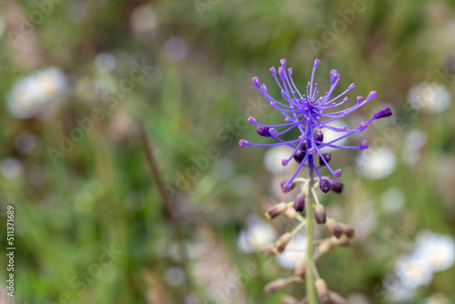tassel hyacinth close up, Corsica, France