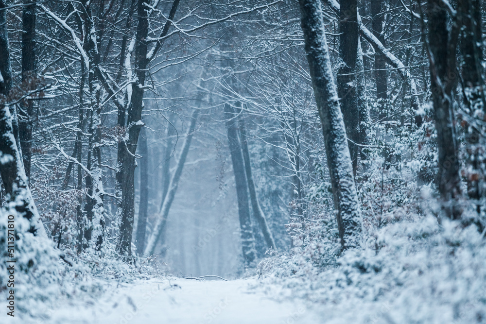 Fototapeta premium Forêt de Fontainebleau