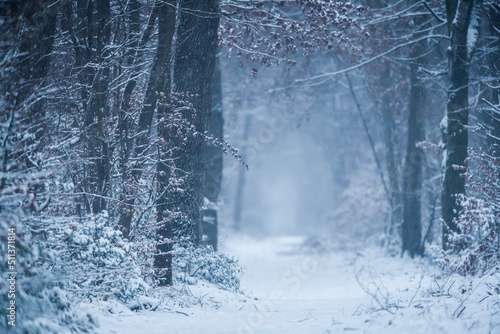 Forêt de Fontainebleau