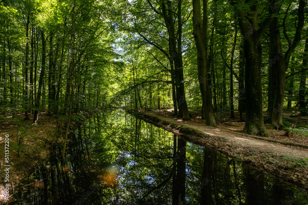 Fototapeta premium Waterloopbos