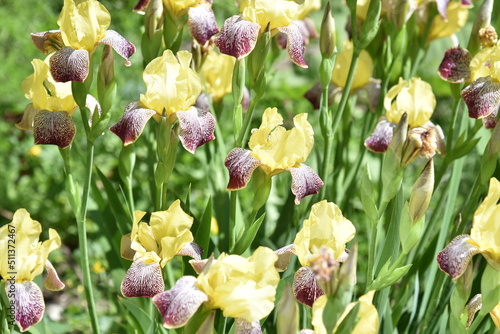 Yellow -red flowers of iris Iridaceae on a flower bed