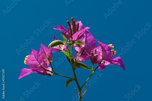 Buganvillea flowers in the blue sky photo