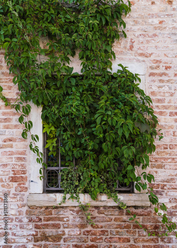 red brick wall and window covered with ivory in Venice, Italy 