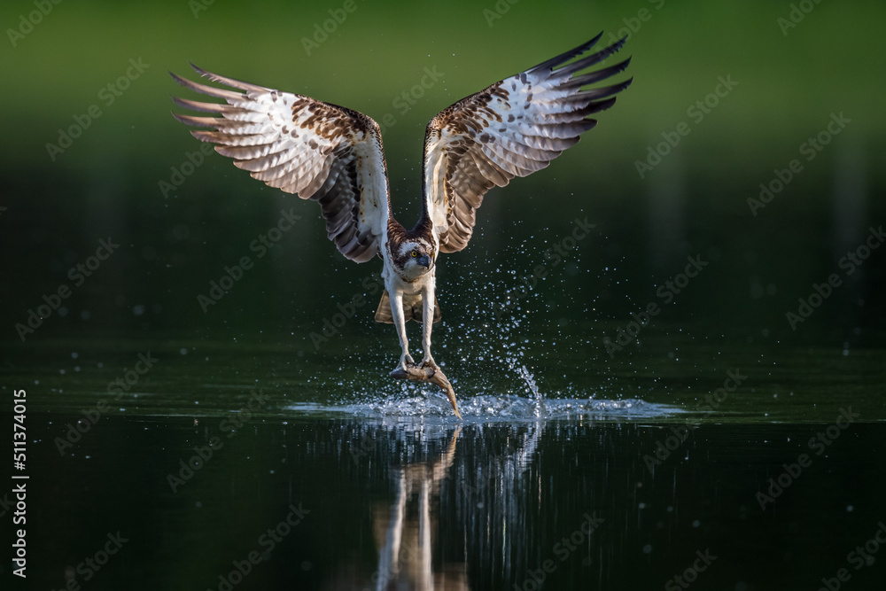 Fototapeta premium Balbuzard Pêcheur
