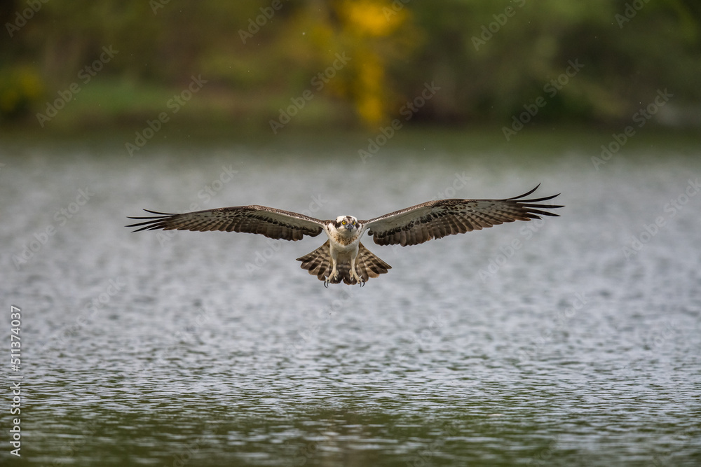 Fototapeta premium Balbuzard Pêcheur