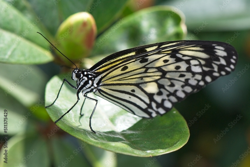 Fototapeta premium Tropical garden and observation center where hundreds of exotic butterflies live freely.